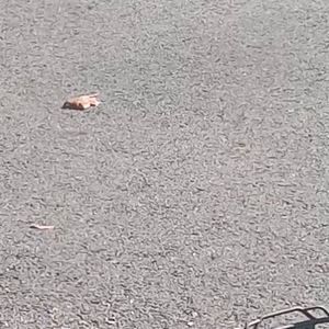 Meet your Posher, Jose